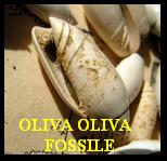 OLIVA OLIVA FOSSILE 